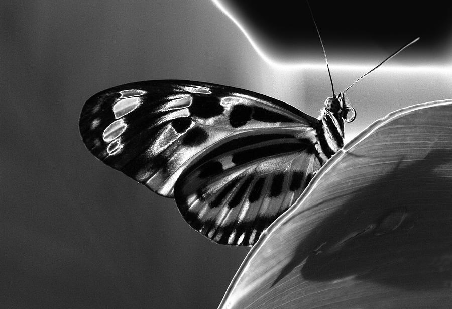 Nature Photograph - Butterfly Solarized by Ron White