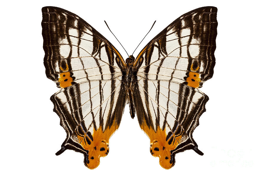 Butterfly Species Cyrestis Lutea Martini Photograph