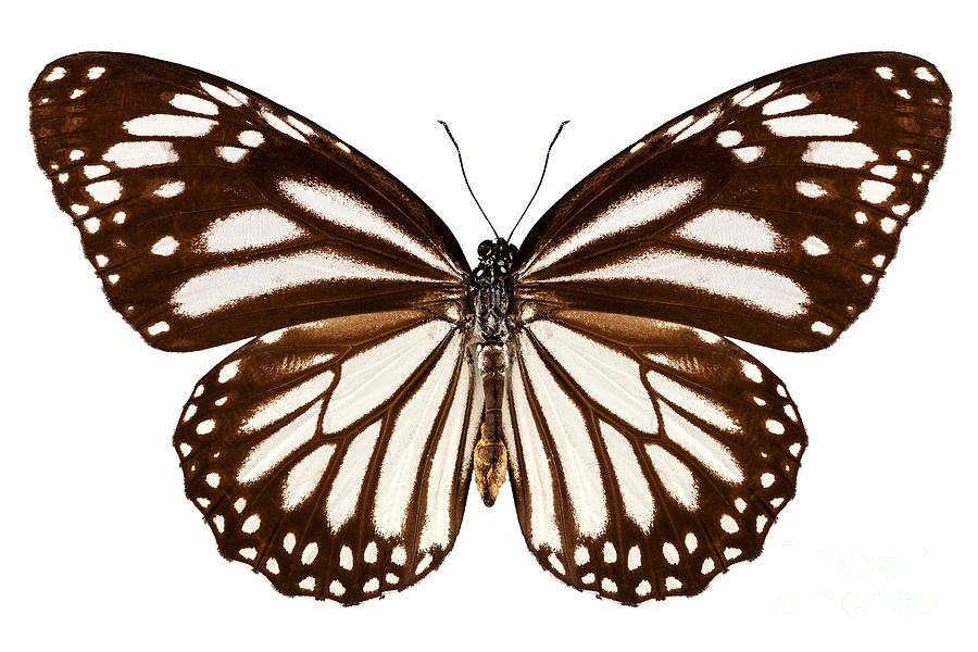 Butterfly species Danaus melanippus Photograph by Pablo Romero - Fine ...