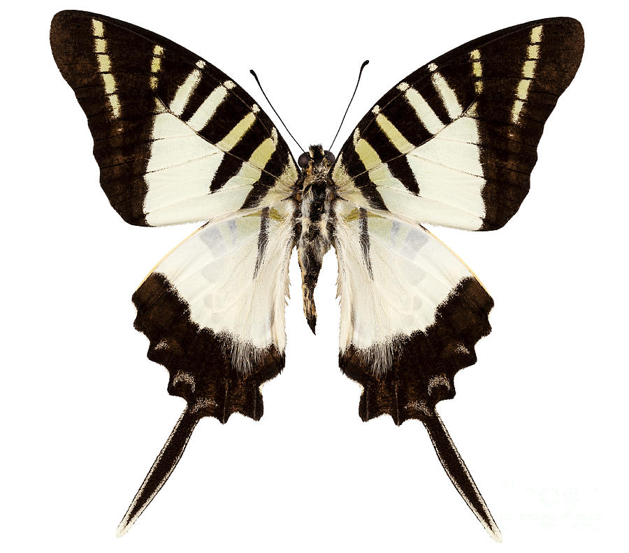 Butterfly Species Graphium Decolor Atratus Photograph