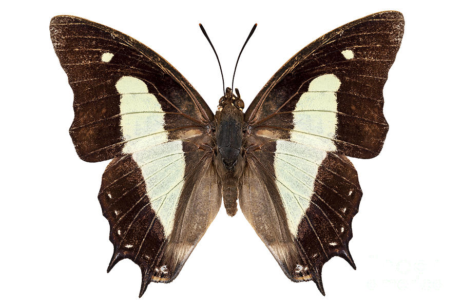 butterfly species Polyura athamas athamas Photograph by Pablo Romero ...