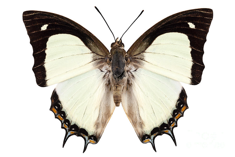 Butterfly species Polyura jalysus Photograph by Pablo Romero - Fine Art ...