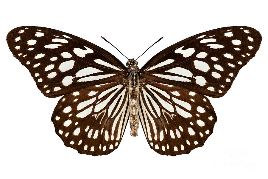 Butterfly Species Tirumala Limniace Photograph