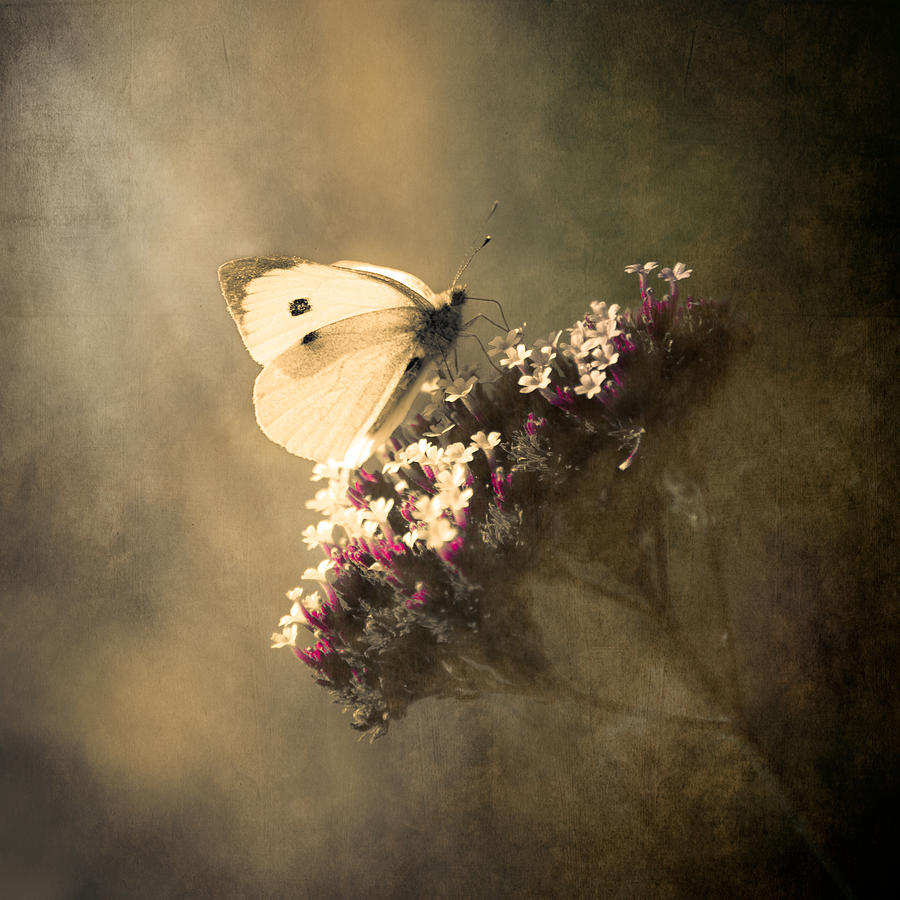 Butterfly Spirit #01 by Loriental Photography