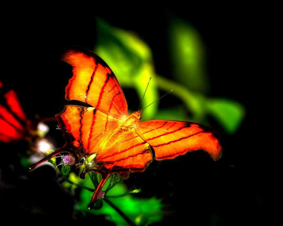 Butterfly Spirit Photograph by Mark Andrew Thomas