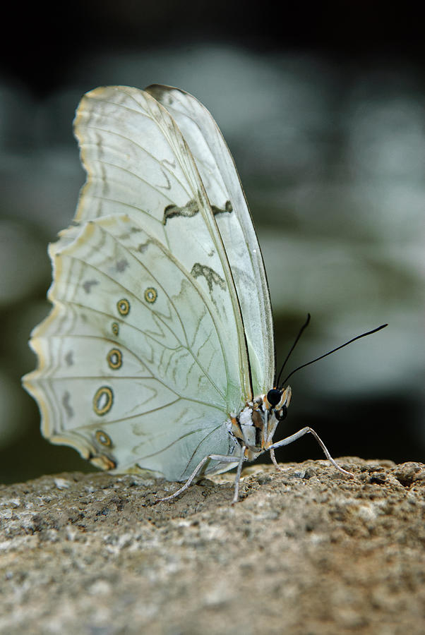 White Morpho Butterfly Photograph by Tam Ryan