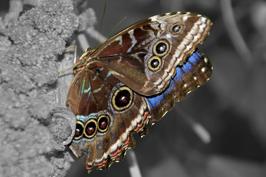 Butterfly Spot Color 1 Photograph by Bob Slitzan