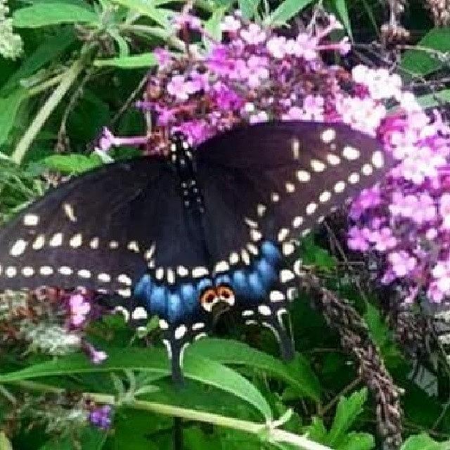Butterfly Photograph - #butterfly #springtime by Auntie M
