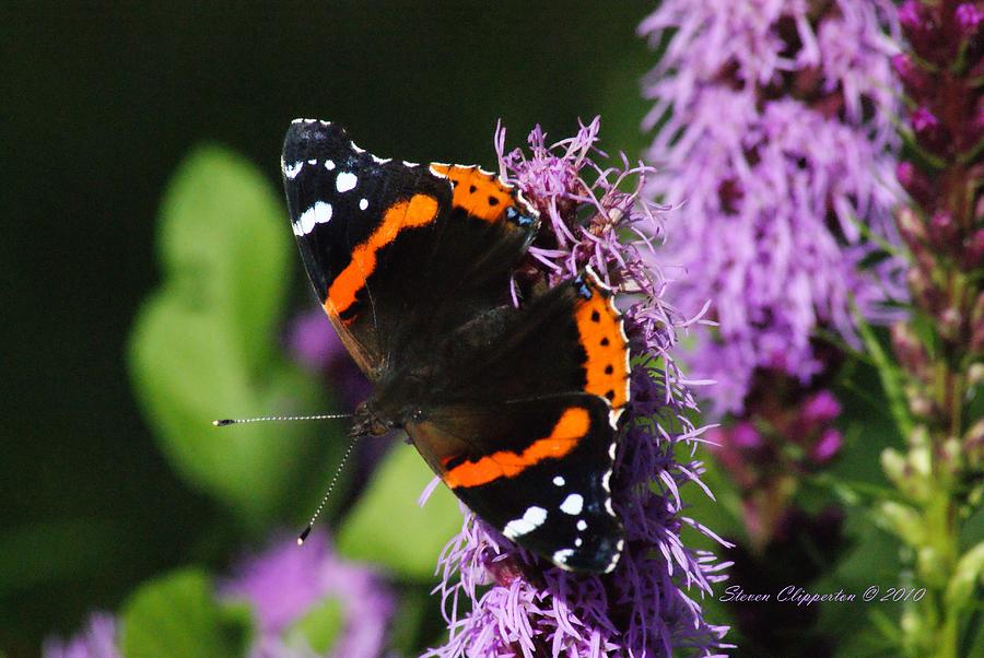 Butterfly Photograph by Steven Clipperton