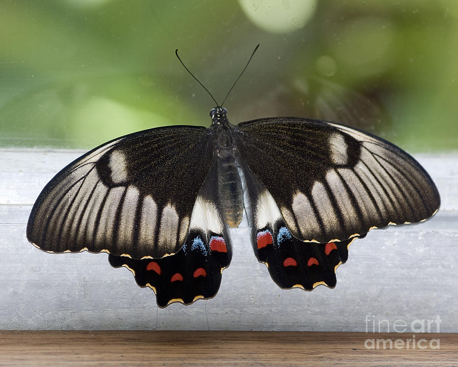 Butterfly Photograph by Steven Ralser