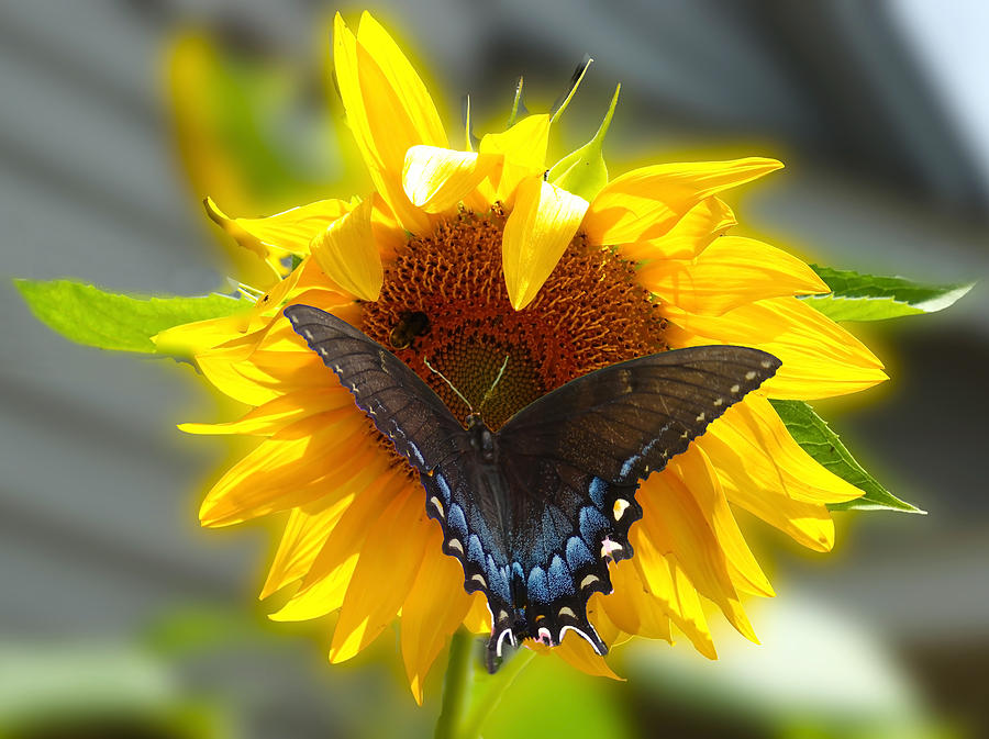 Sunflower Photograph - Butterfly Sunday by M Three Photos