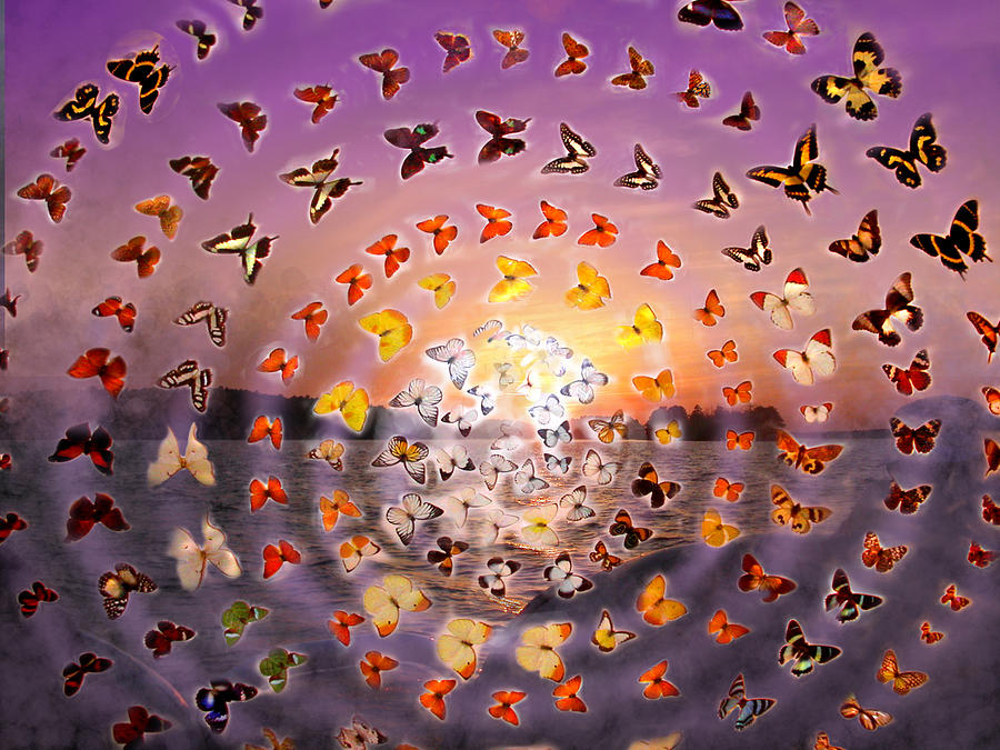 Butterfly Sunset Photograph by Anne Cameron Cutri