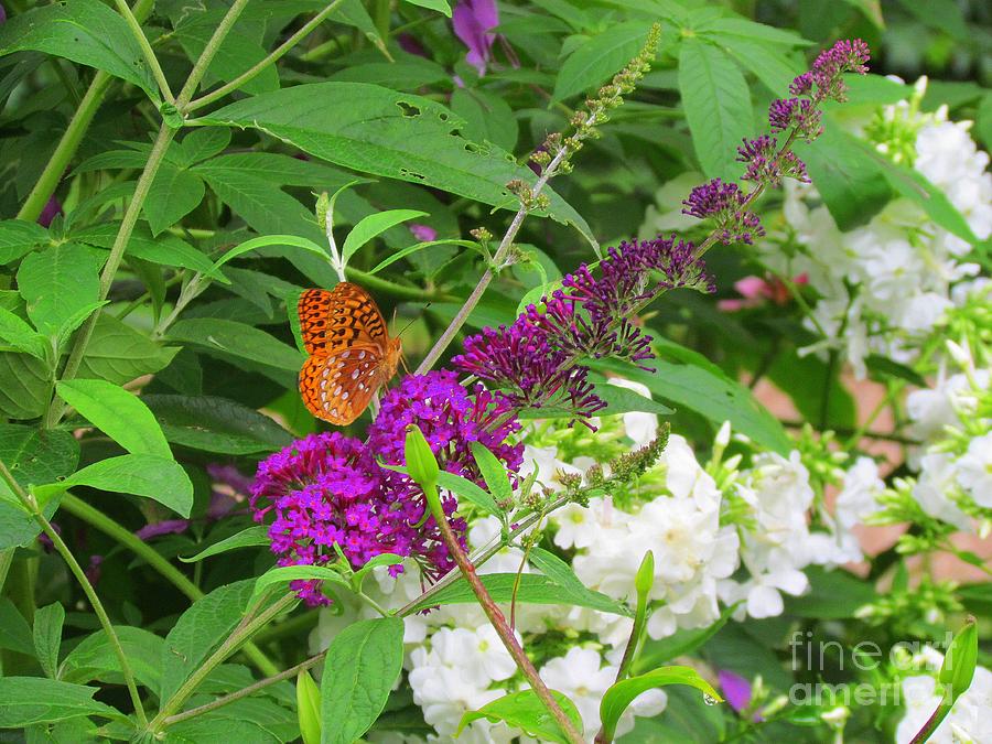 Butterfly Surprise Photograph