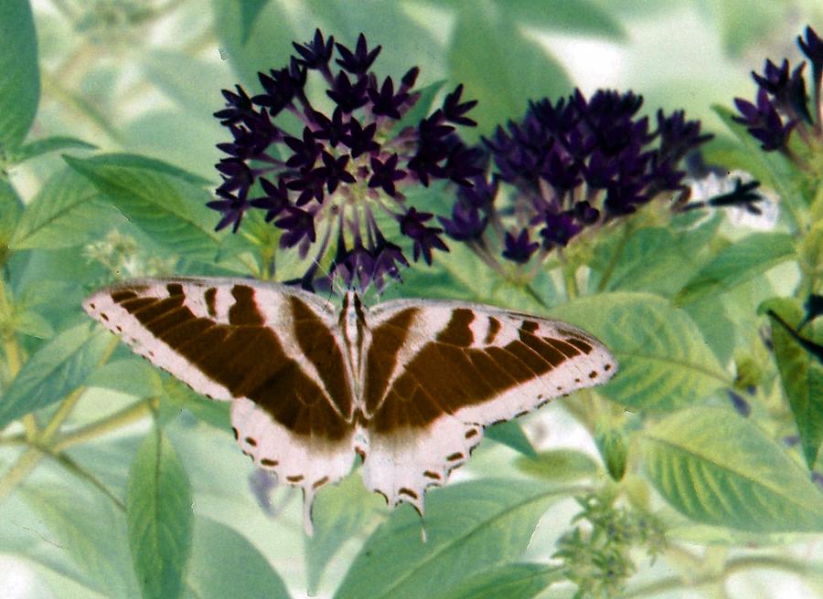 Butterfly - Swallowtail - PhotoPower 141 Photograph by Pamela Critchlow