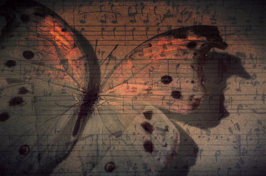Butterfly Sunset Symphony Photograph