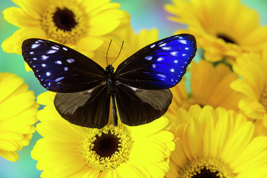 Butterfly The Striped Blue Crow Photograph by Darrell Gulin - Fine Art ...