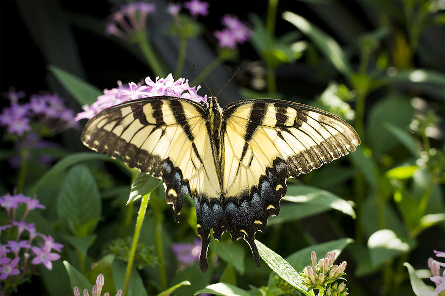 Butterfly Photograph by Thien Doan - Fine Art America