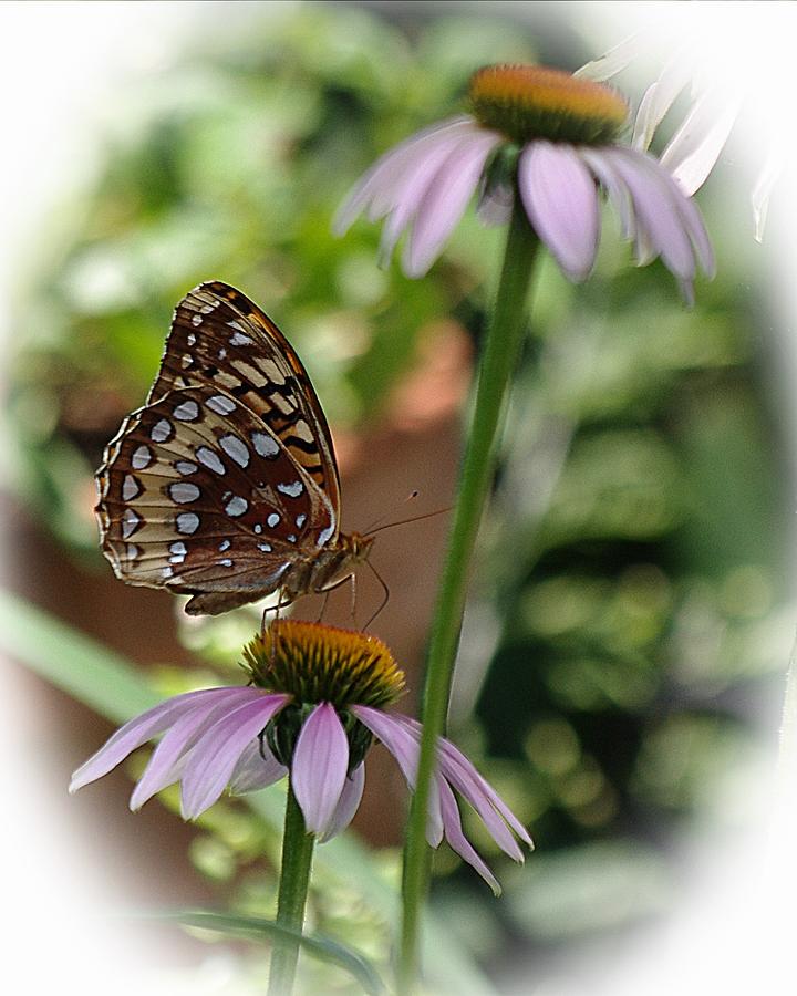 Butterfly Time Photograph by Karen McKenzie McAdoo
