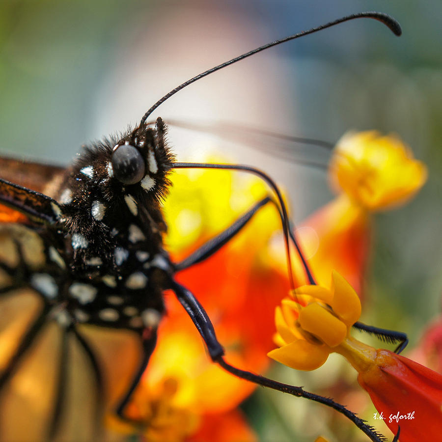 Butterfly Tongue Squared Photograph by TK Goforth