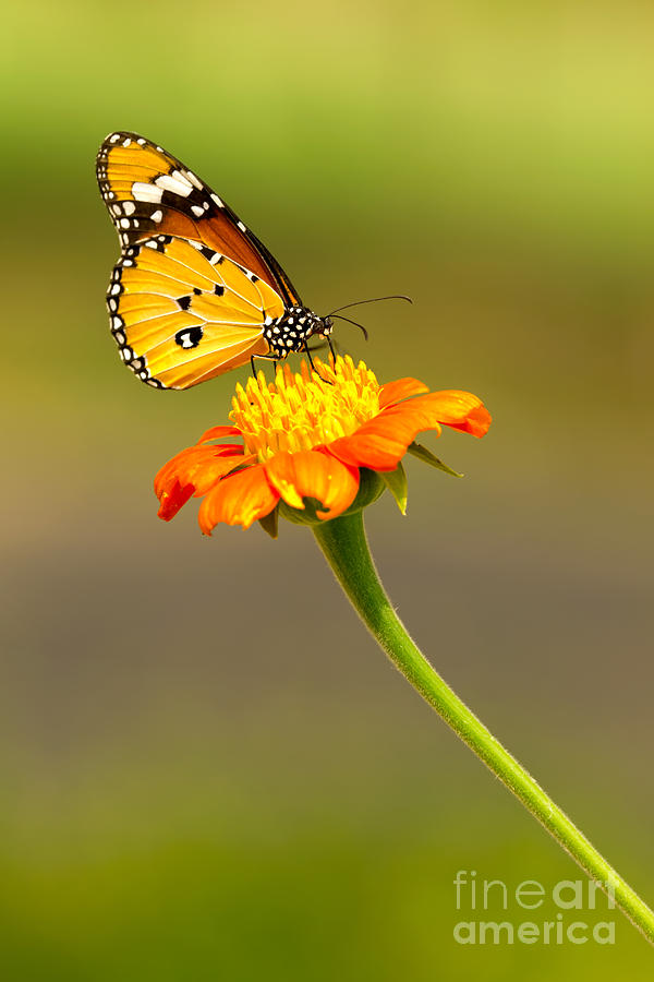 Butterfly Photograph by Tosporn Preede