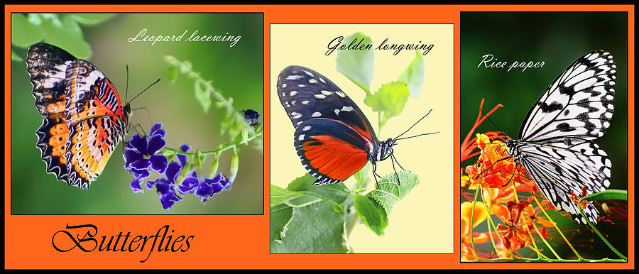 Butterfly Photograph - Butterfly Triptych by Nikolyn McDonald
