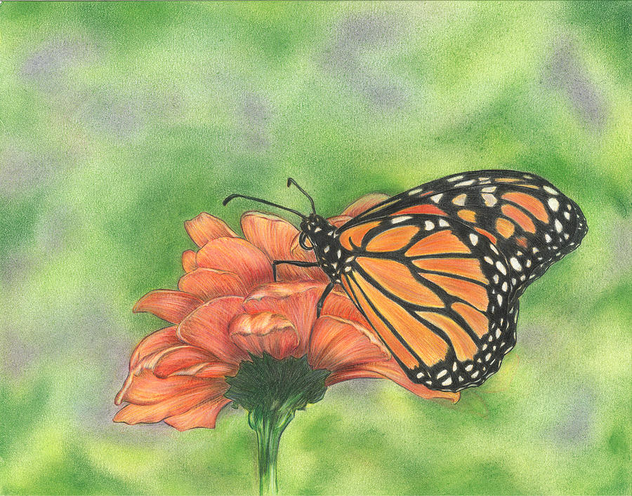 Butterfly Drawing - Butterfly by Troy Levesque.
