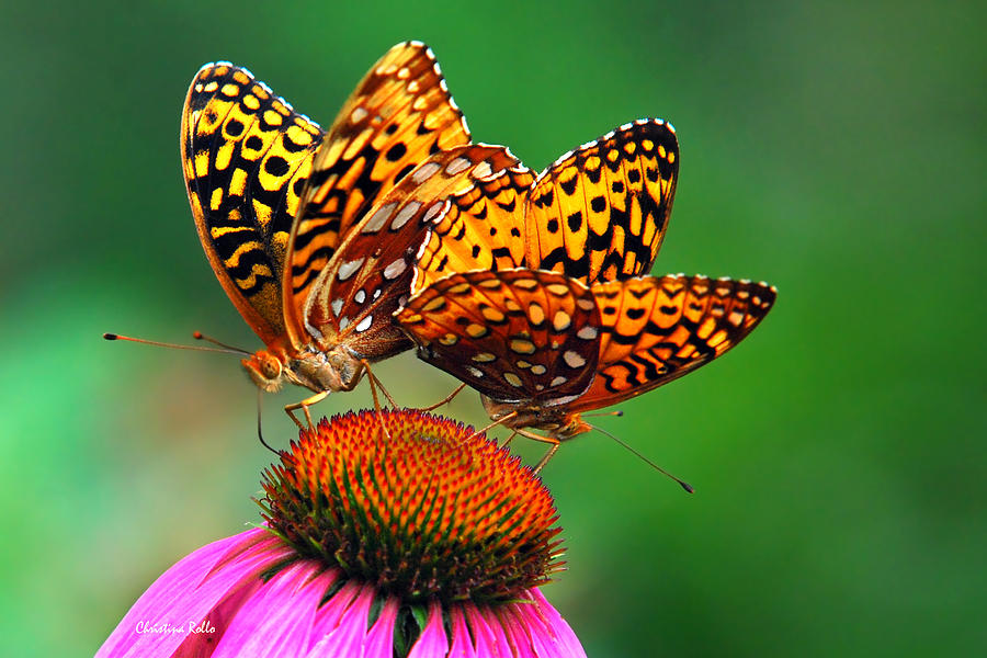 Butterfly Twins by Christina Rollo Butterfly Twins by Christina Rollo