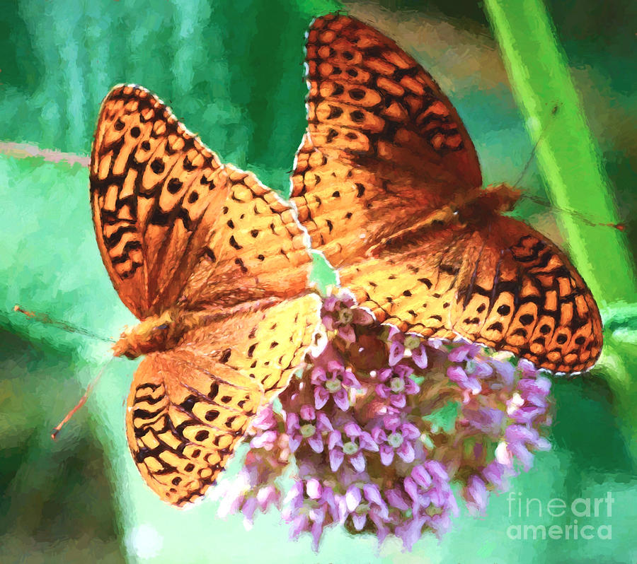 Butterfly Twins Photograph by Kerri Farley