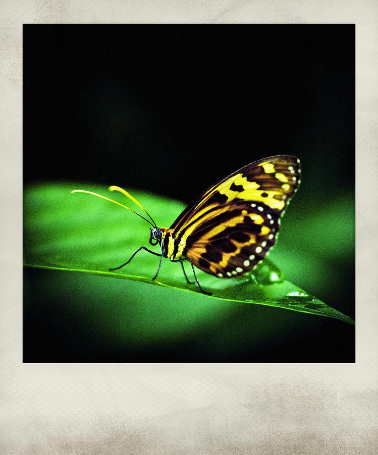 Butterfly Two Polaroid Photograph by Bradley R Youngberg