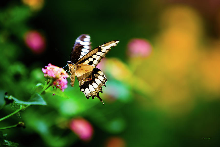 Butterfly Two Photograph by Steven Llorca