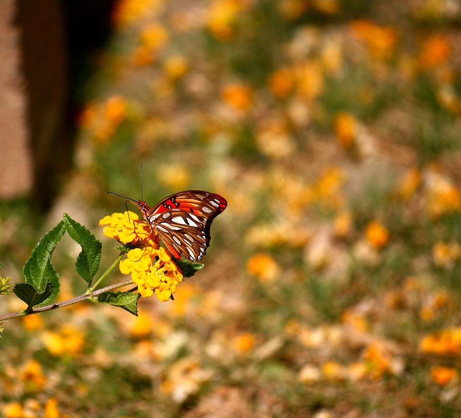 Butterfly Photograph - Butterfly Underside by Veronica Vandenburg