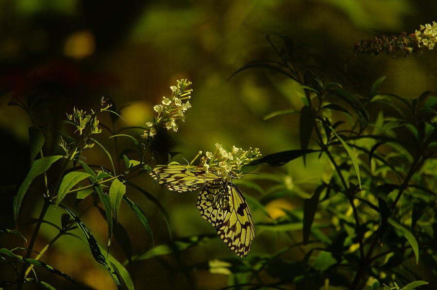Butterfly Upside Down Photograph by Jeff Swan