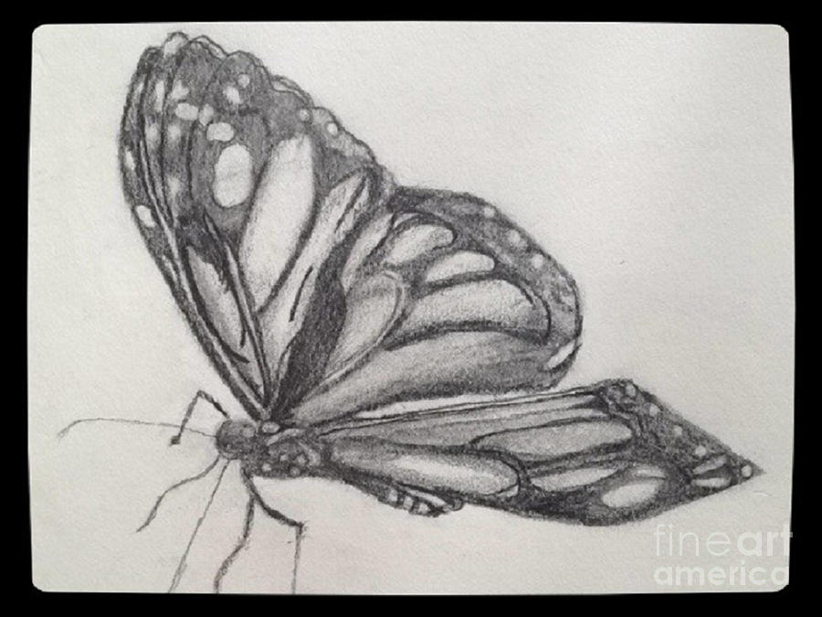Butterfly Drawing by Valerie Shaffer
