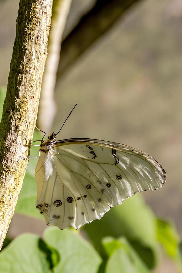 White Morpho Butterfly  #1 Photograph by Teri Virbickis