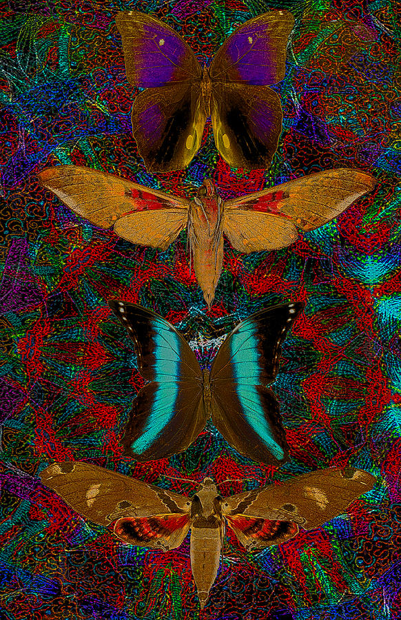 Butterfly Digital Art - Solar Butterfly by Joseph Mosley