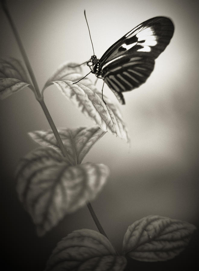 Butterfly Warm Black And White Photograph by Bradley R Youngberg