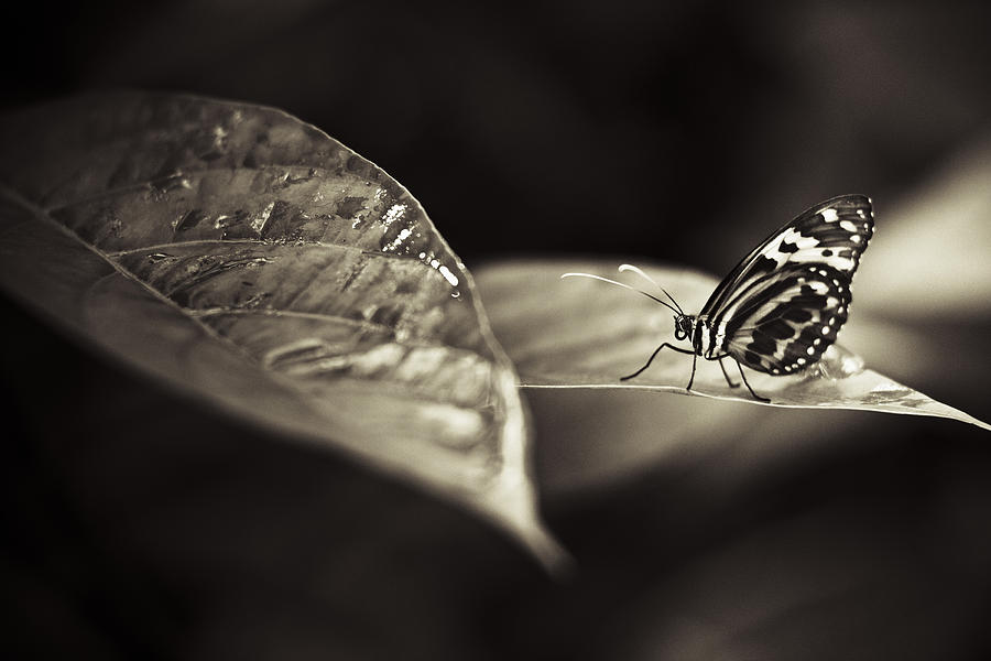 Butterfly Warm Tone Photograph by Bradley R Youngberg