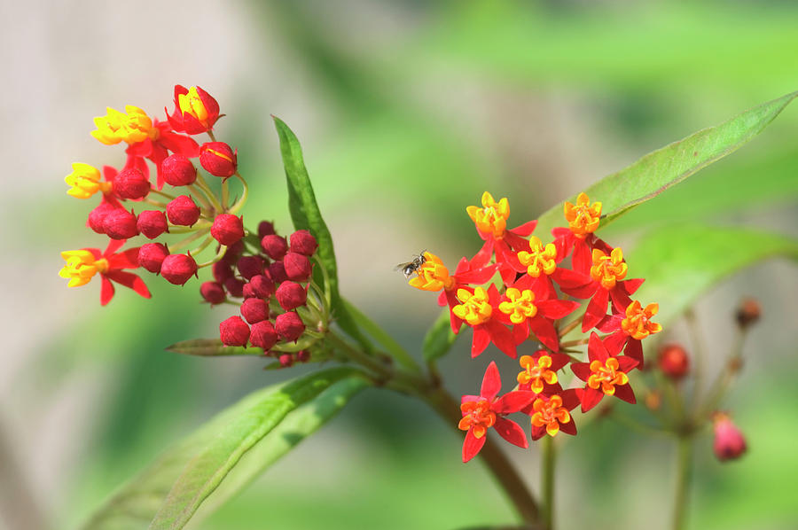 Butterfly Weed (asclepias Tuberosa) Photograph by Maria Mosolova/science Photo Library