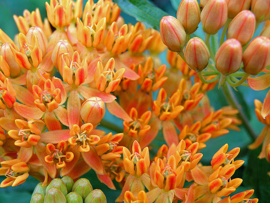 Flower Photograph - Butterfly Weed by Jean Hall