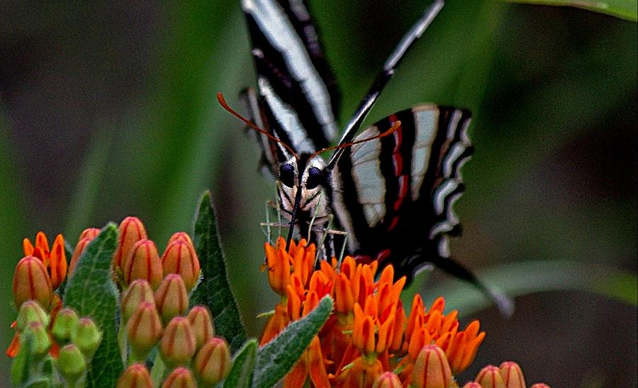 Butterfly Weed Photograph by Karen McKenzie McAdoo