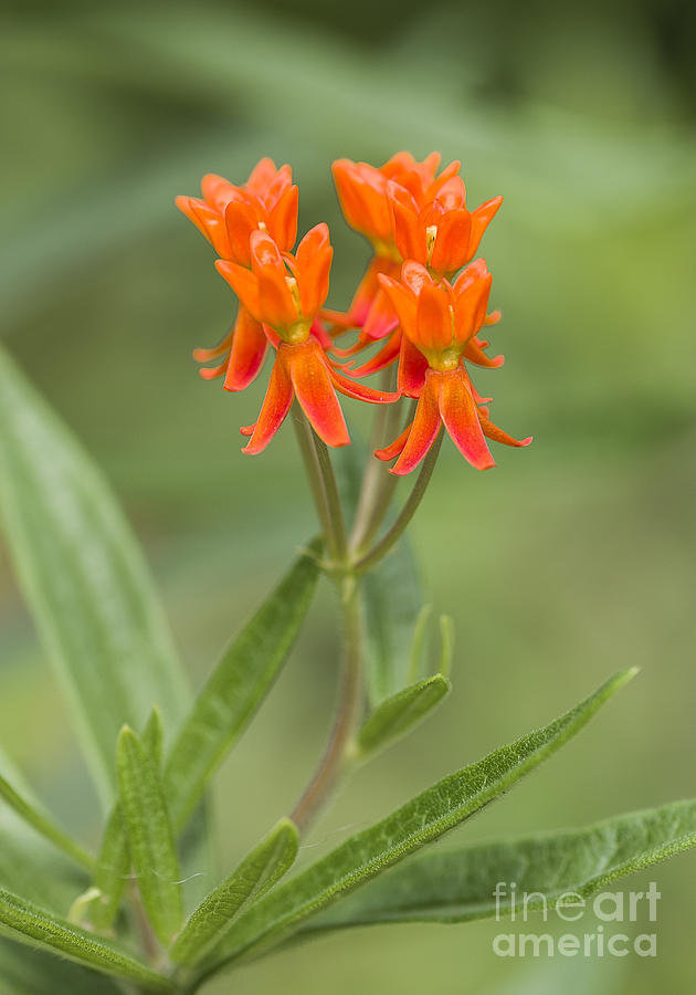 Butterfly weed Photograph by Steven Ralser