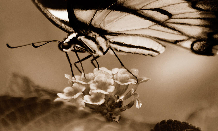 Butterfly Whisper Photograph by Lori Tambakis