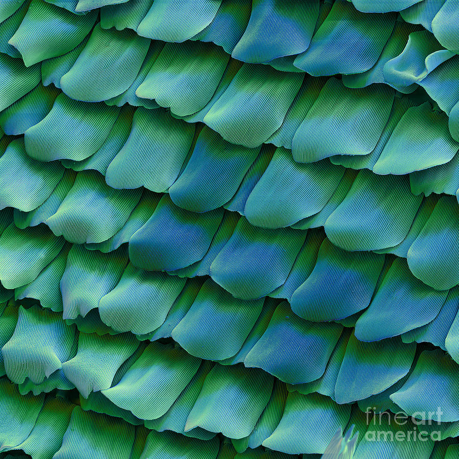 Butterfly Wing Photograph by Eye of Science