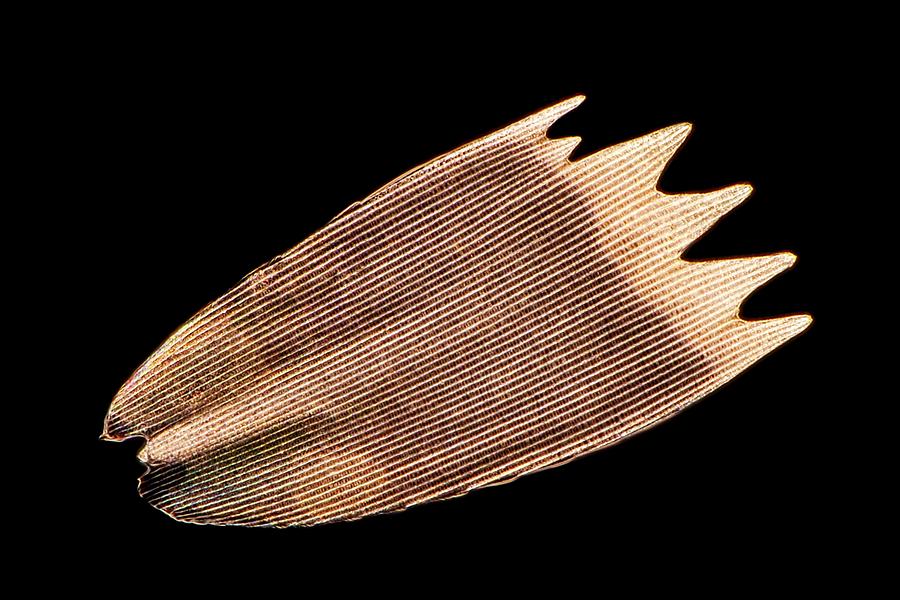 Butterfly Wing Scale Photograph by Frank Fox/science Photo Library