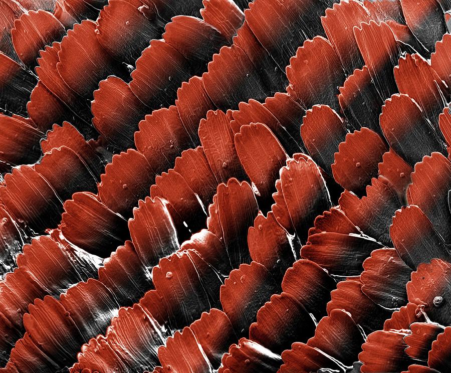 Butterfly Wing Scales Photograph by Clouds Hill Imaging Ltd