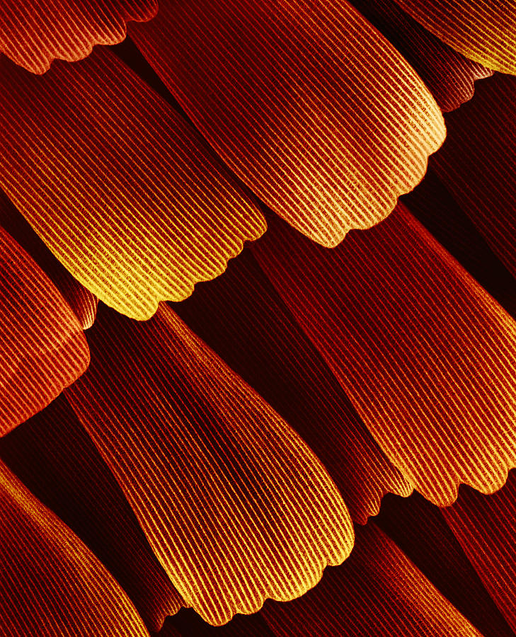 Butterfly Wing Scales Photograph by Dee Breger