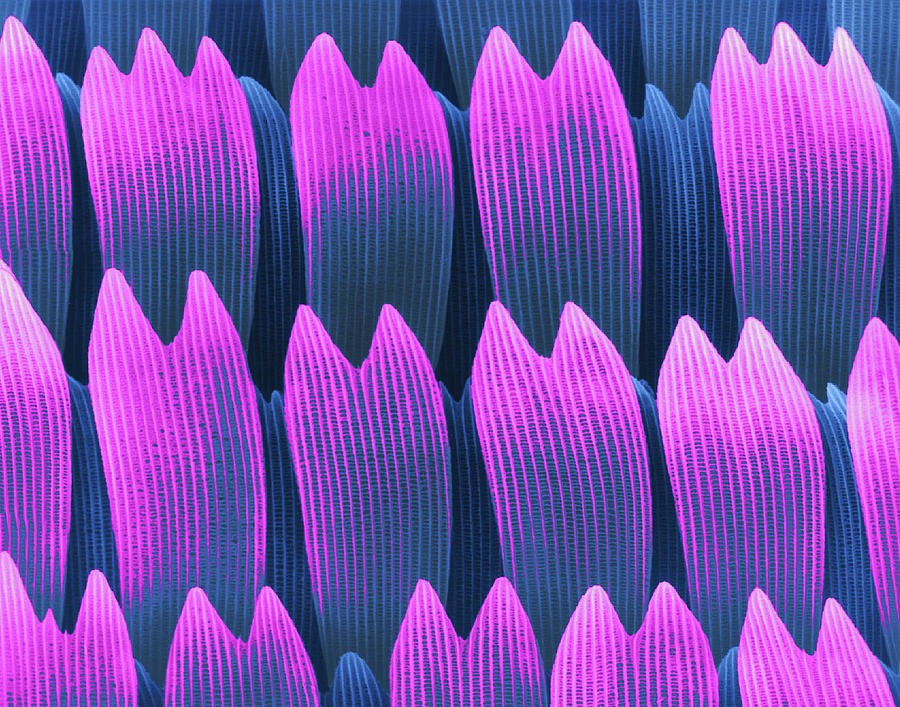 Butterfly Wing Scales Photograph by Dennis Kunkel Microscopy/science Photo Library