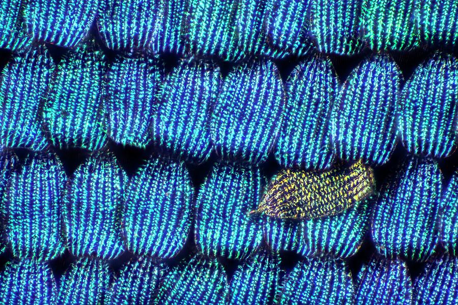 Butterfly Wing Scales Photograph by Frank Fox
