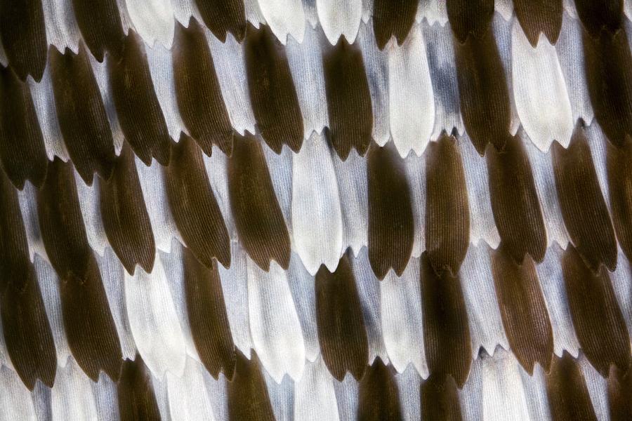 Butterfly Wing Scales Photograph by Frank Fox/science Photo Library