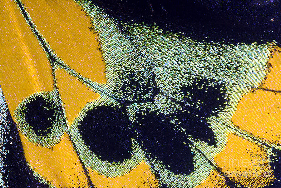 Butterfly Wing Scales Photograph by Phil Degginger